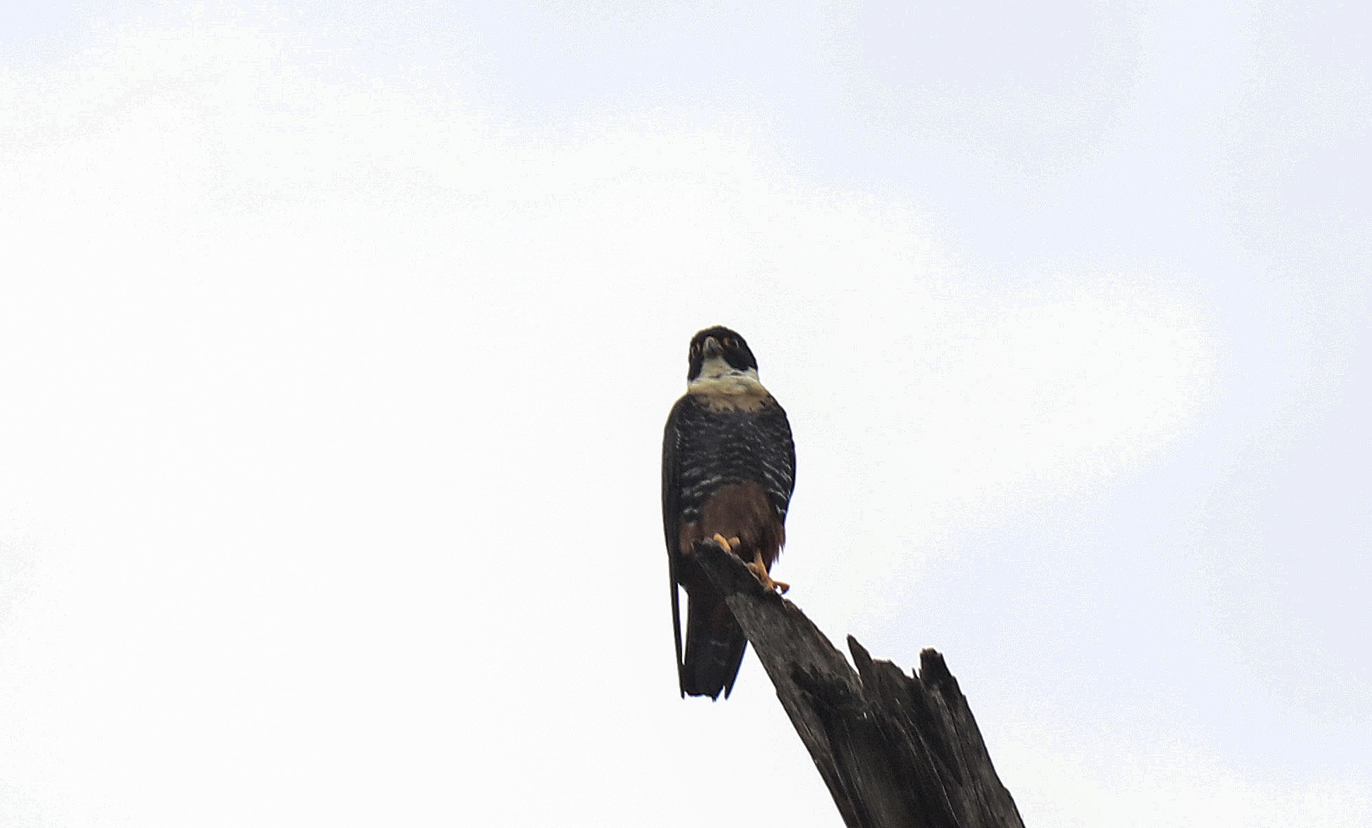 Foto Halcón Negro Grande