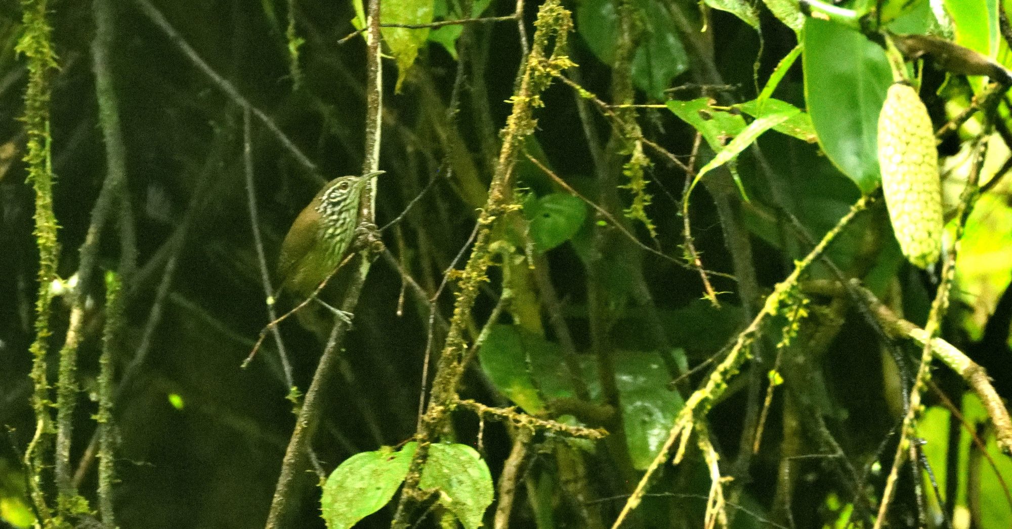 Cantorchilus&nbsp;thoracicus
