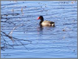 Photo Pato Picazo