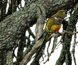 Foto Loro Barranquero