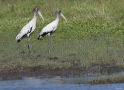 Foto Tuyuyú