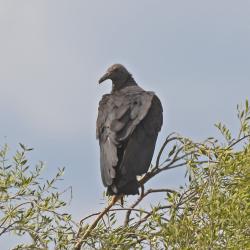 Foto Jote Cabeza Negra