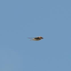 Foto Golondrina Cabeza Rojiza