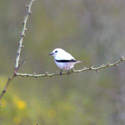 Foto Monjita Blanca