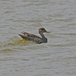 Photo Pato Maicero