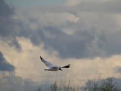 Foto Gaviota Capucho Café