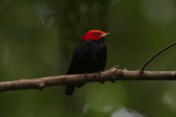 Foto Saltarín de Cabeza Roja