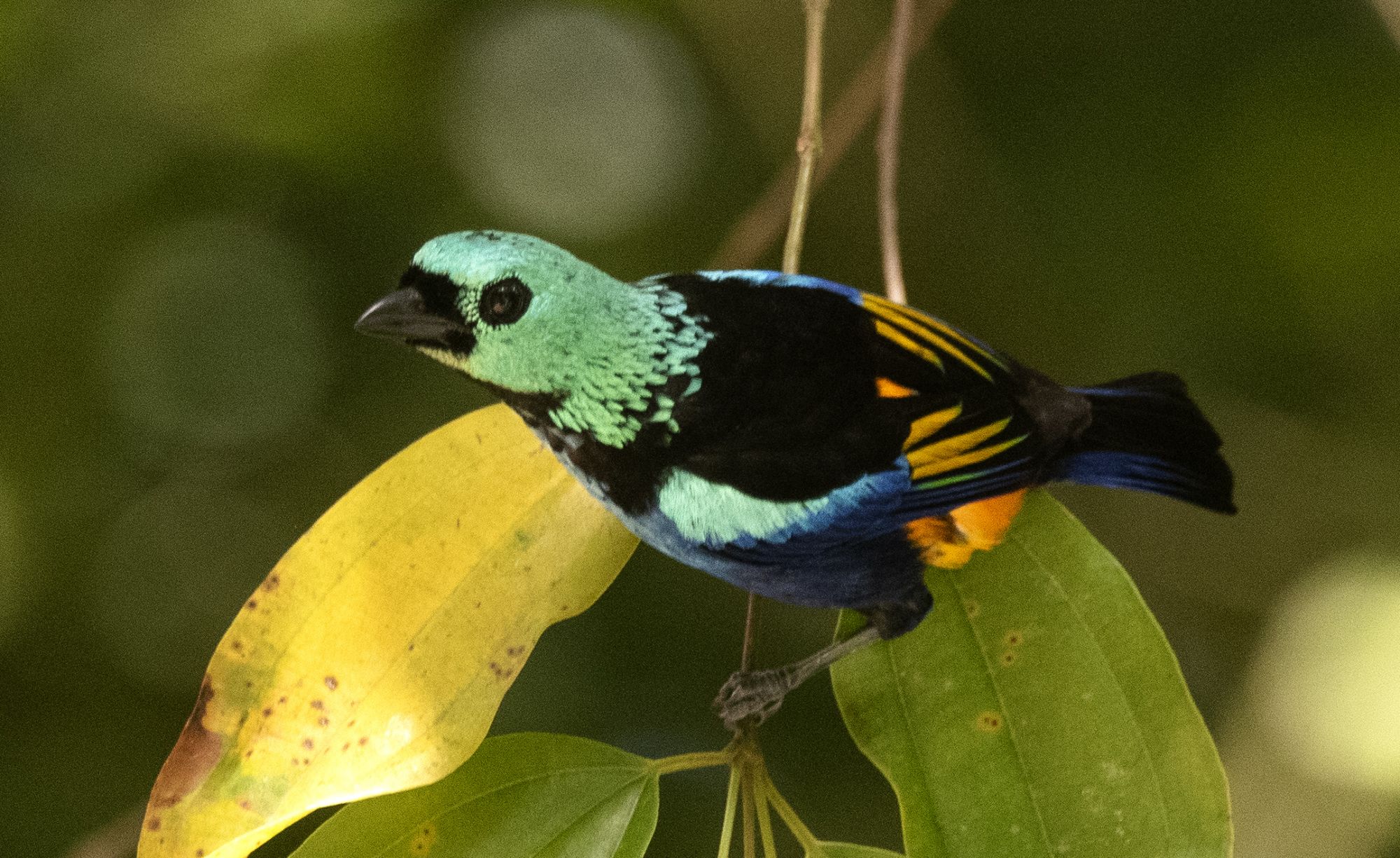 Foto Tángara Colorida