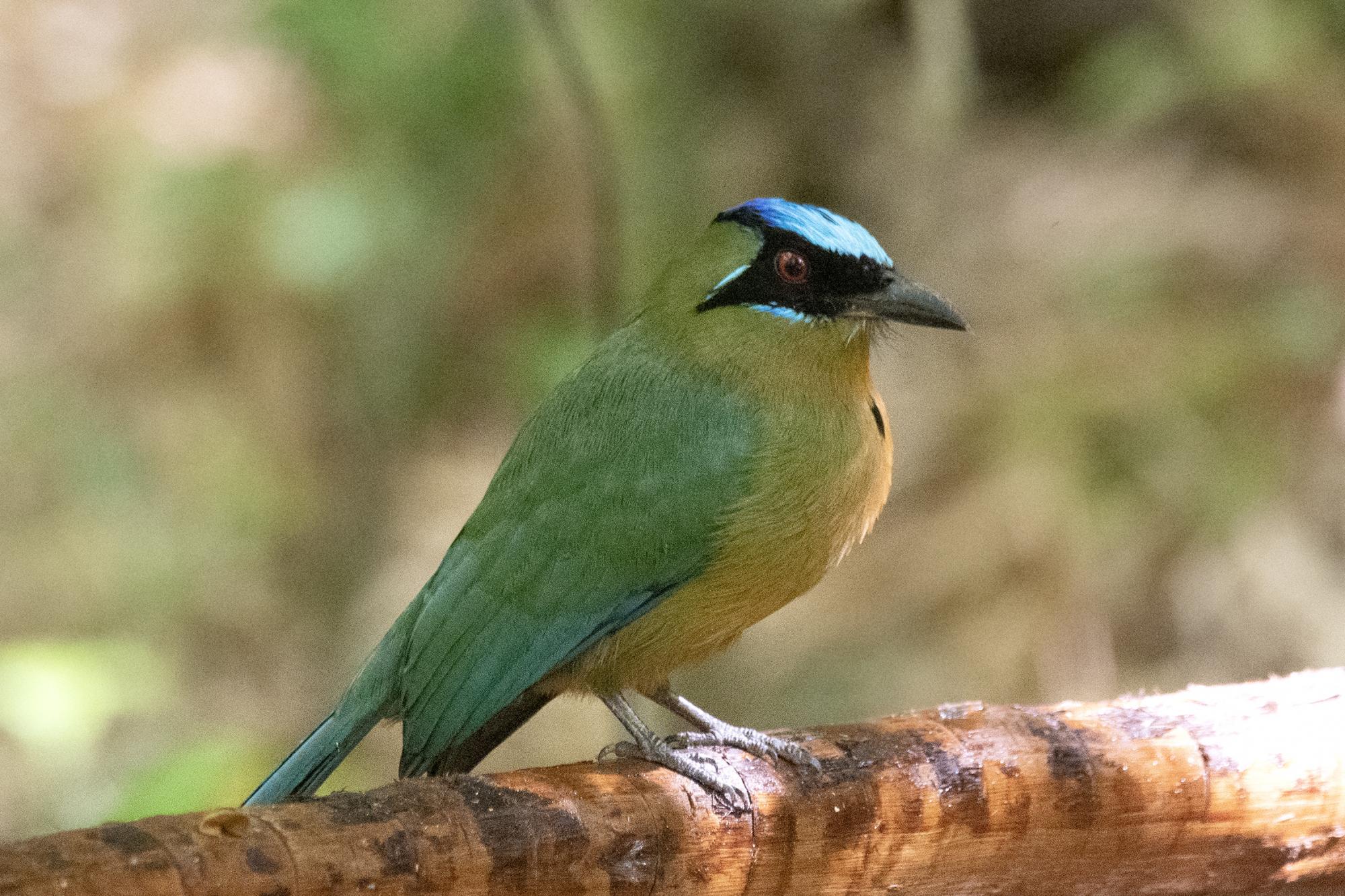 Foto Burgo