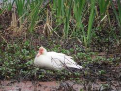 Foto Pato Real