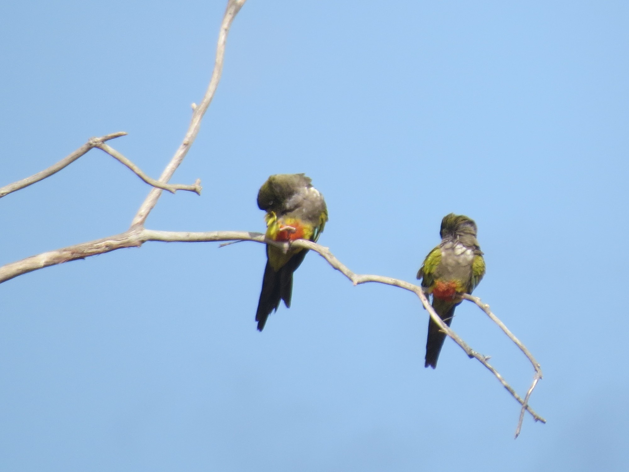 Photo Loro Barranquero
