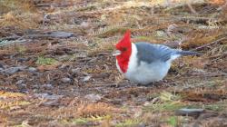 Foto Cardenal Común