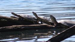 Photo Tortuga de Laguna