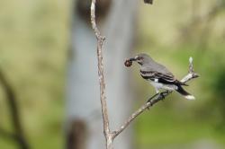 Foto Monjita Gris