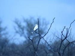 Foto Monjita Blanca