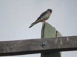 Foto Halconcito Colorado