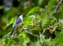 Foto Monterita Cabeza Negra