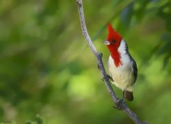 Photo Cardenal Común