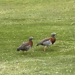 Foto Cauquén Real
