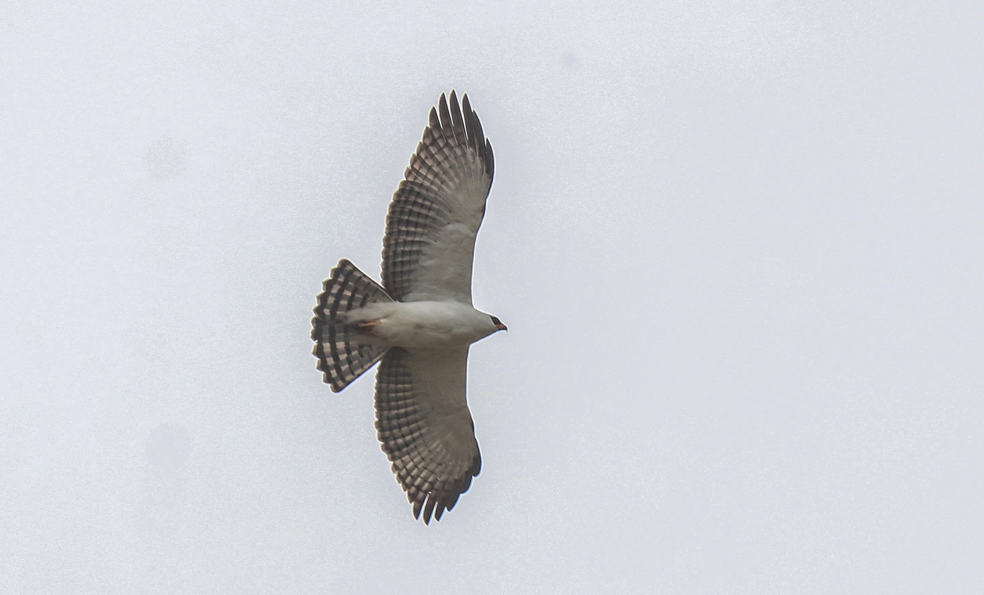 Foto Águila Viuda