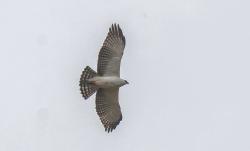 Foto Águila Viuda