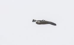 Foto Águila Viuda