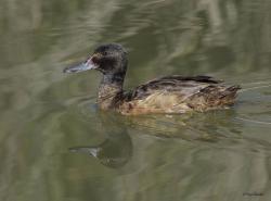 Photo Pato Cabeza Negra
