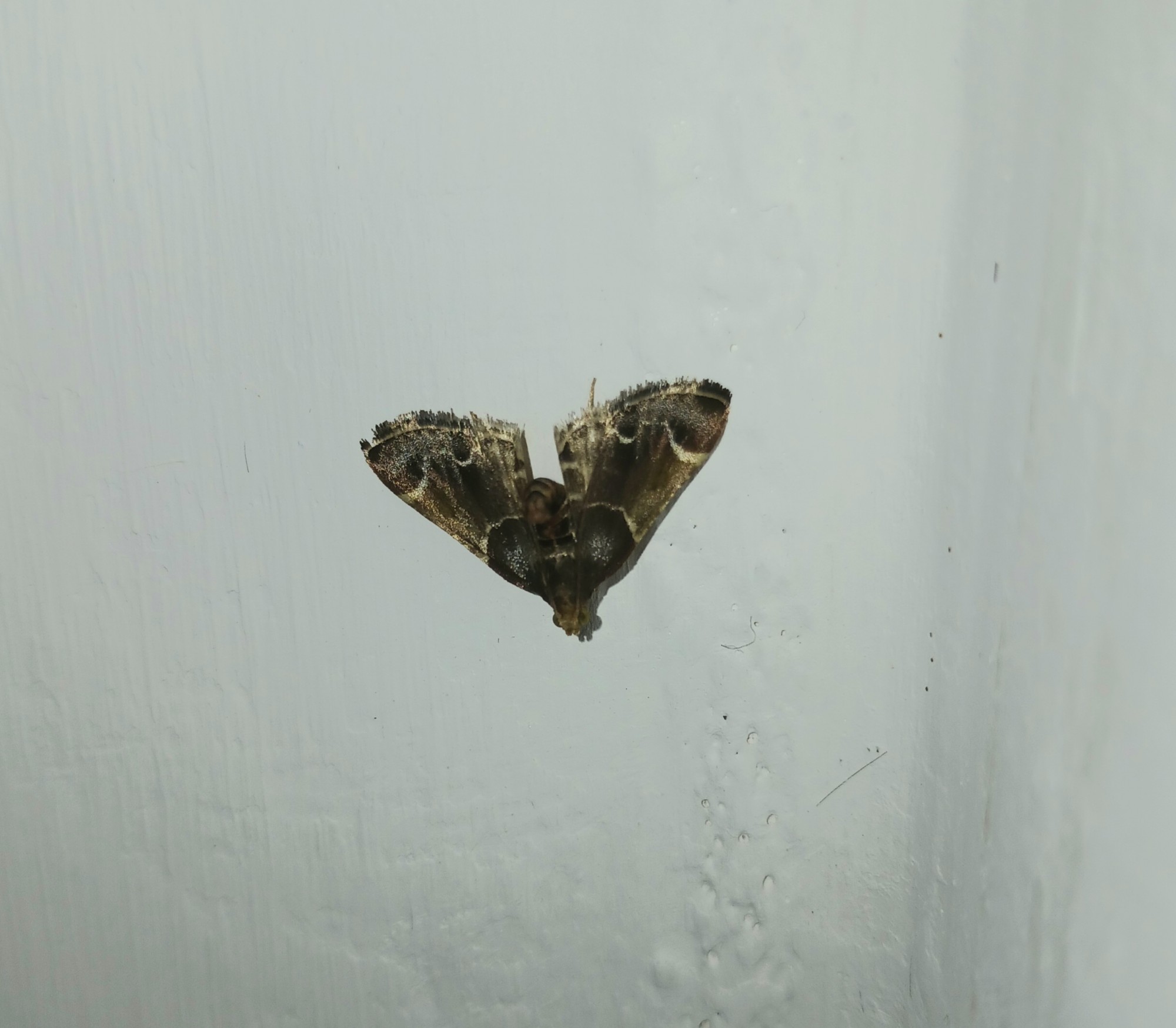 Foto Polilla Parda de la Harina