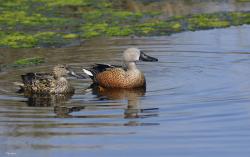 Photo Pato Cuchara