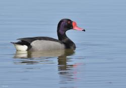 Photo Pato Picazo