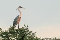 Foto Garza Mora