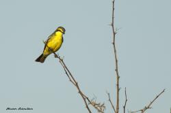 Foto Suirirí Amarillo
