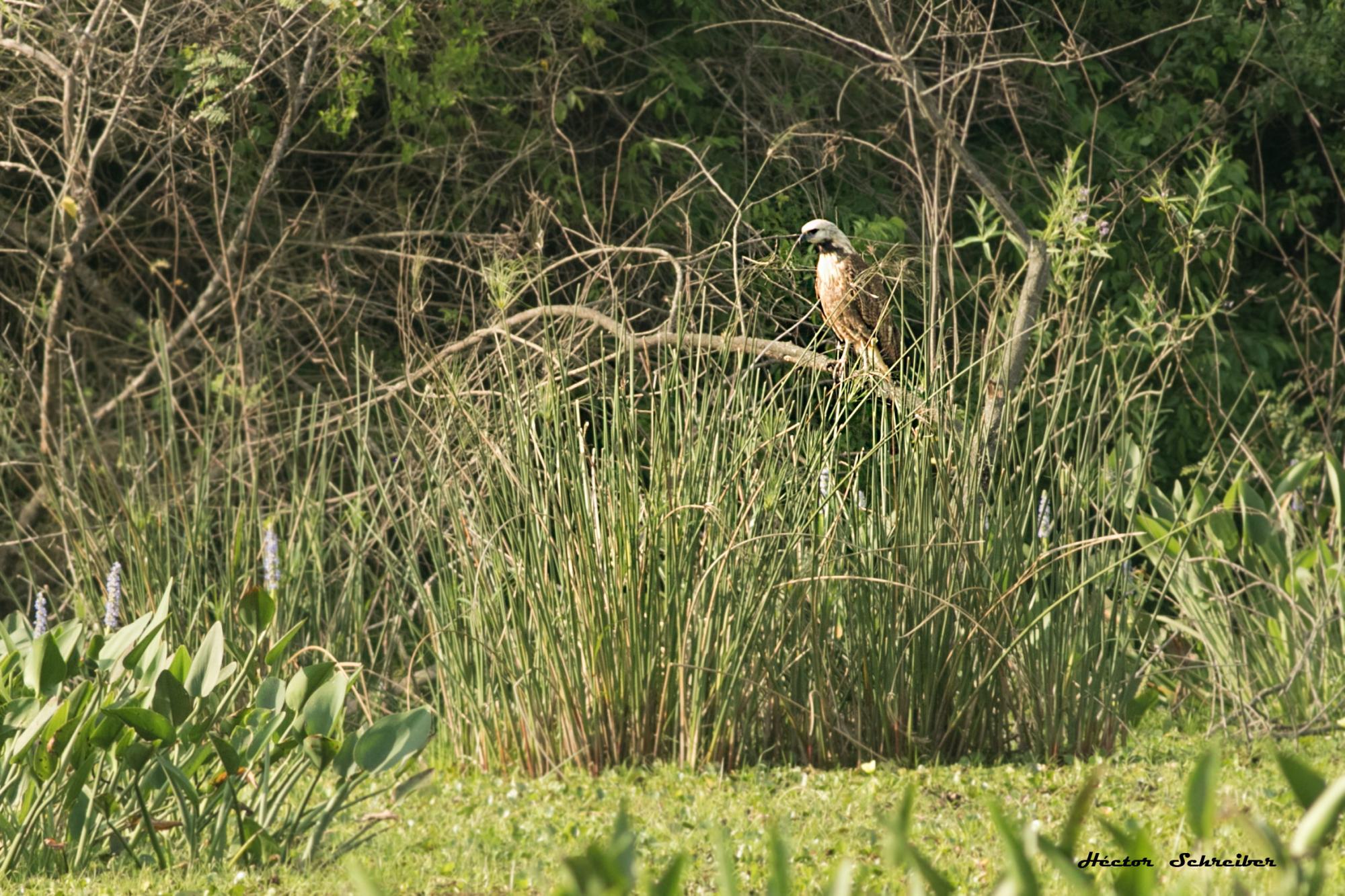 Photo Aguilucho Pampa
