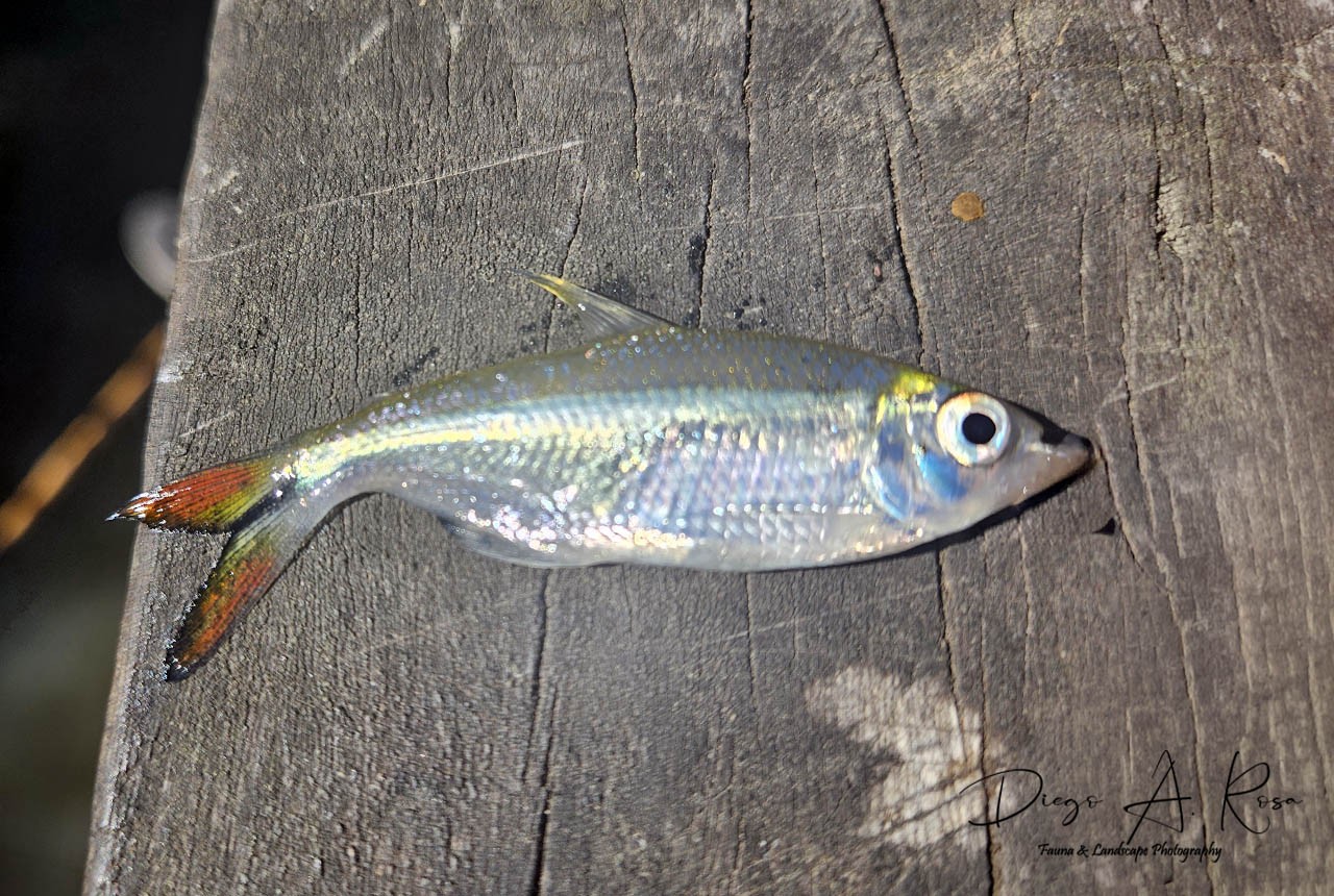 Psalidodon&nbsp;rutilus