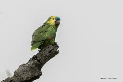 Photo Loro Hablador