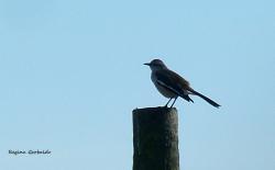 Foto Calandria Real