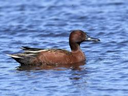 Photo Pato Colorado