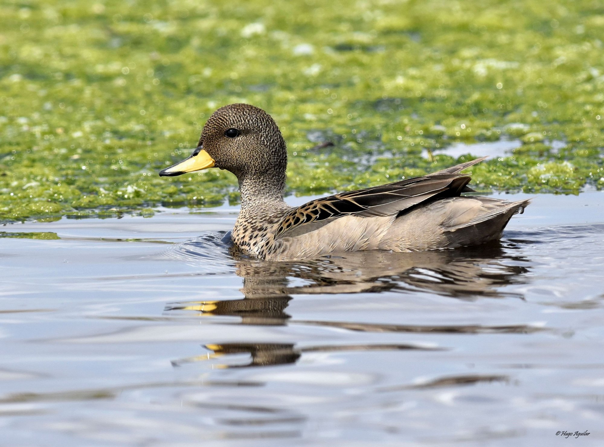 Foto Pato Barcino