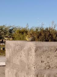 Foto Cabecitanegra Austral