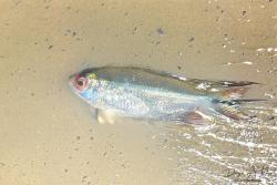 Foto Mojarra