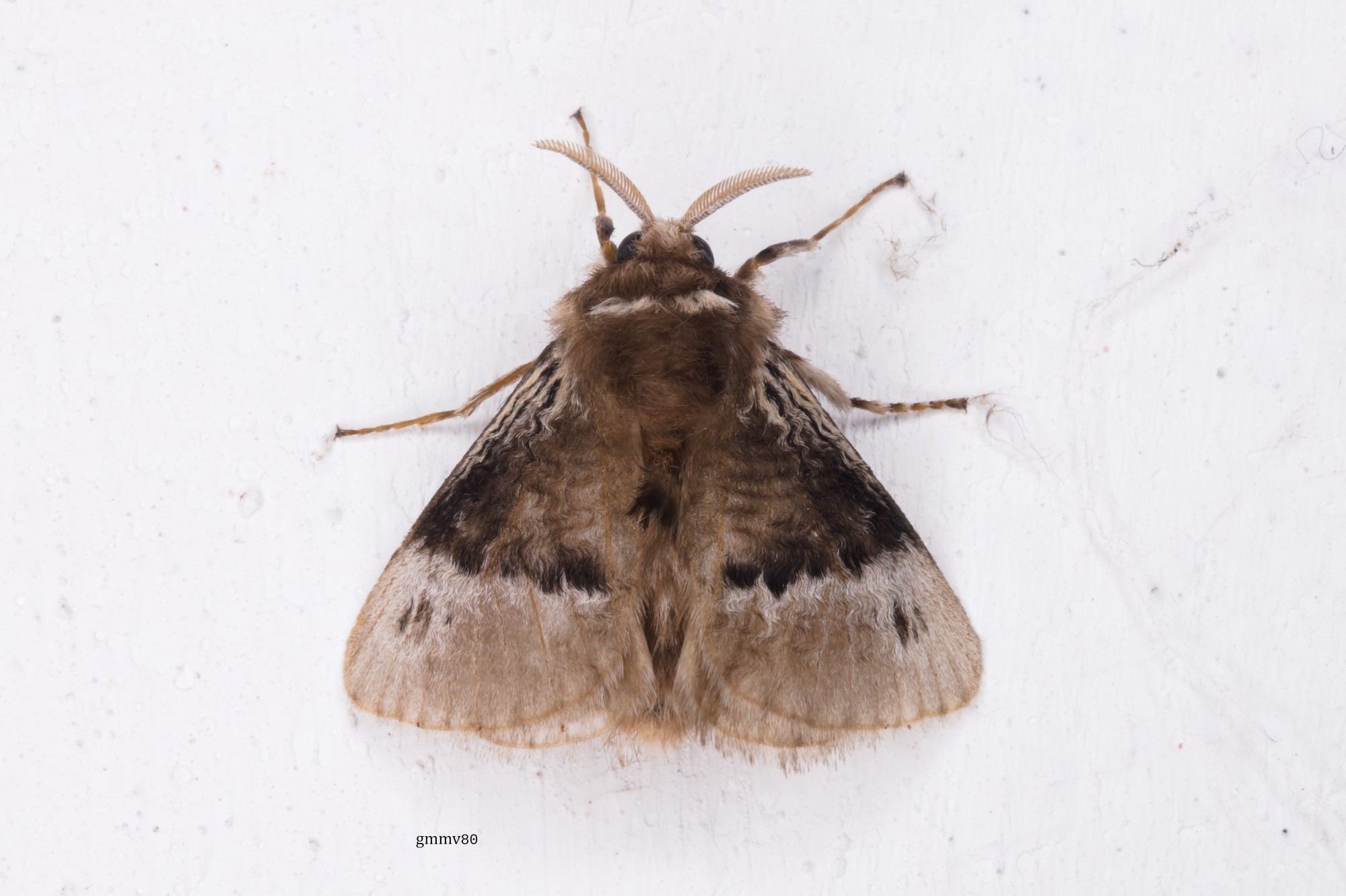 Podalia&nbsp;guaya