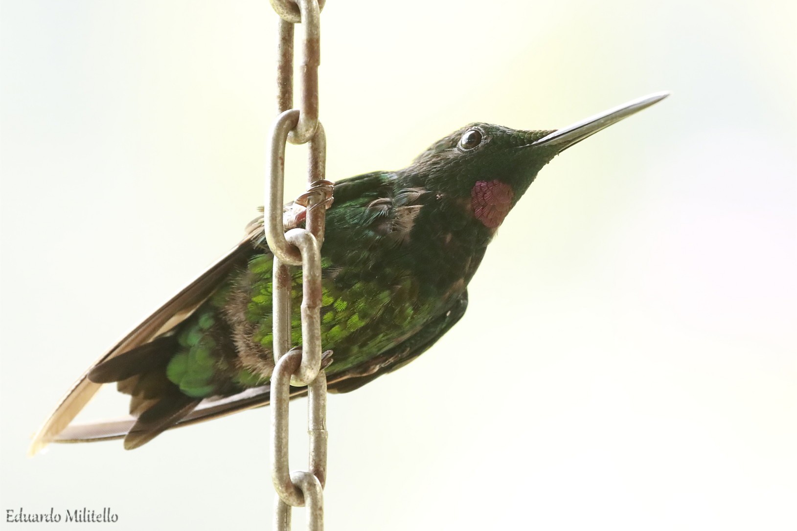 Heliodoxa&nbsp;imperatrix