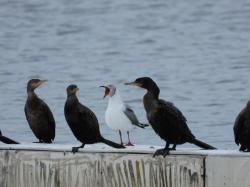 Photo Gaviota Capucho Gris