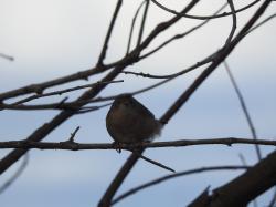Photo Ratona Común