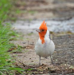 Foto Cardenal Común