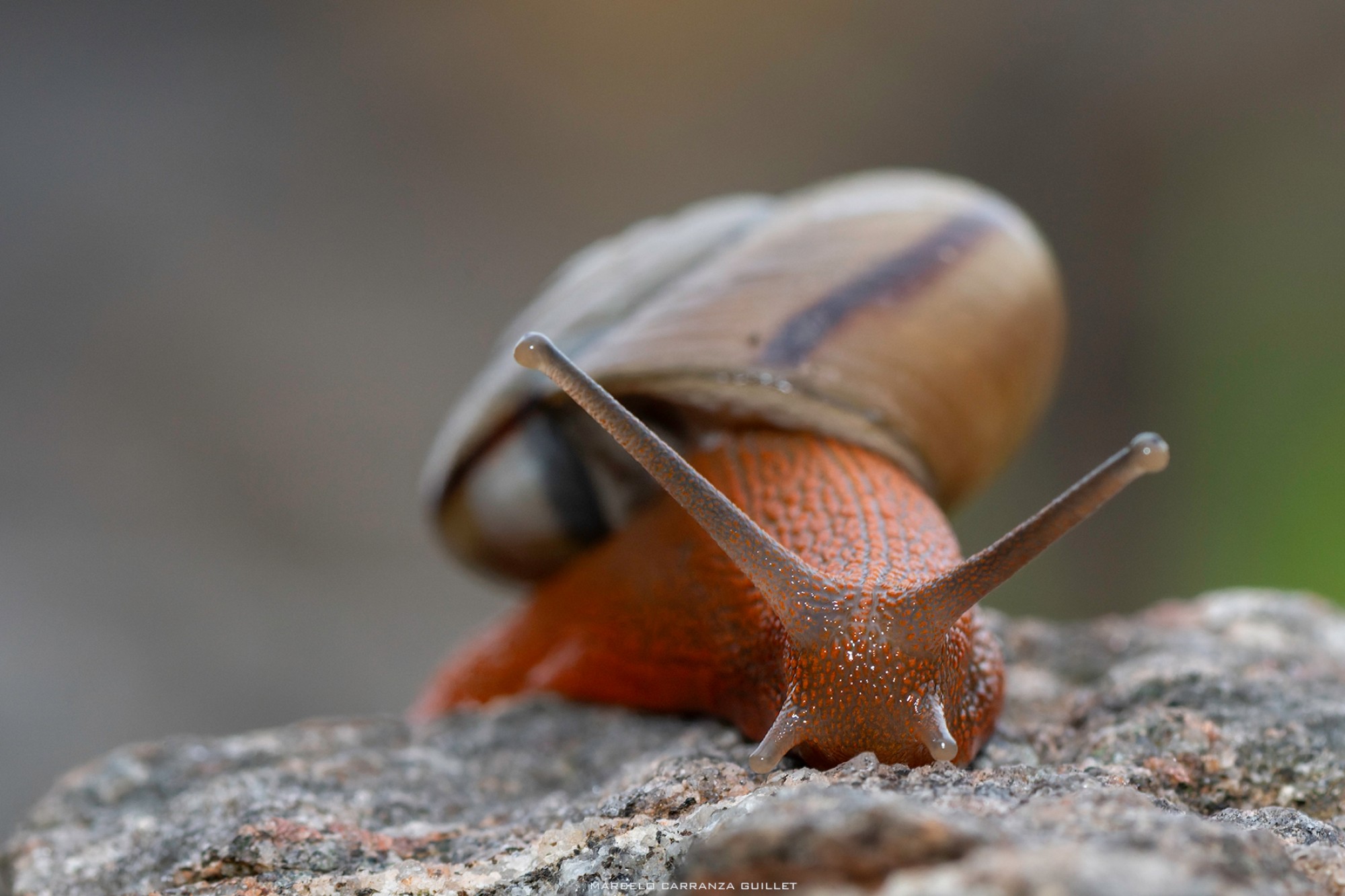 Epiphragmophora&nbsp;puntana