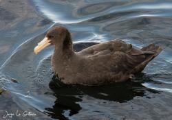 Foto Petrel Gigante Común