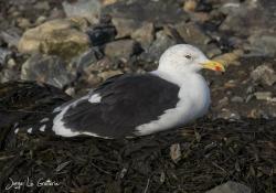 Foto Gaviota Cocinera