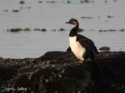 Foto Cormorán Cuello Negro