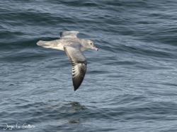 Foto Petrel Plateado